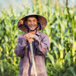 베트남에서 가장 많이 쓰이는 성, Nguyễn(응우옌). 인구의 약 40%가 이 성을 가지고 있다고 해요. 그 이유는 무엇일까요?